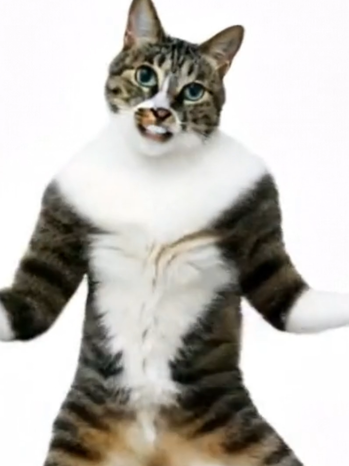 Domestic Pattern Cat formidable Perfomance 