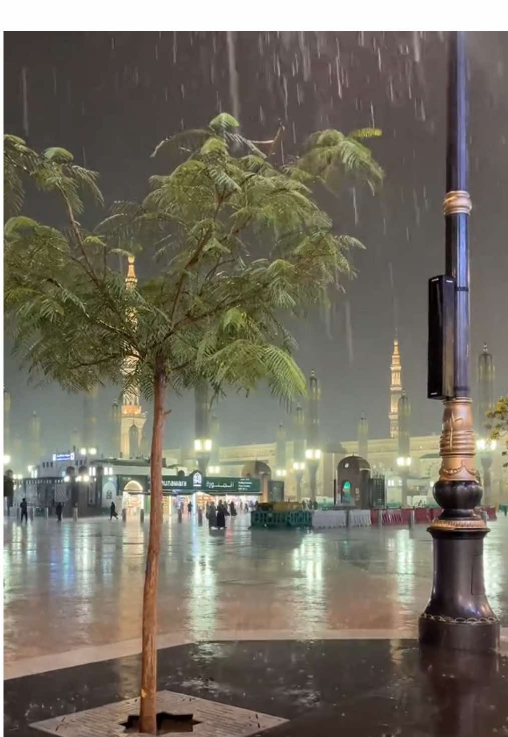 #المسجد_النبوي #المدينة 