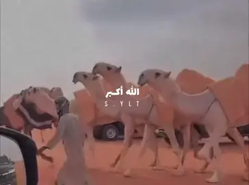 #السلطه #عتيبه #روق #الصياهد #اكسبلور 