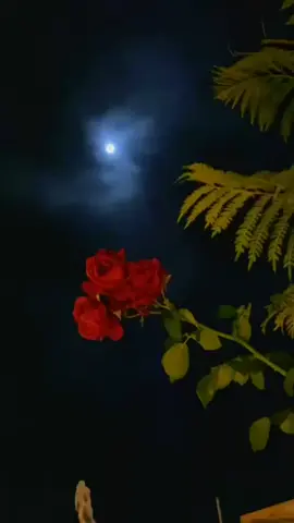 كنه يقول لها : أنا جنبك وأنا حولك وأنا كل اللي يحبونك 💗 أنا العمر اللي مرّك ولا ضرّك .....  موهبتي بالشعر وأنا مريضة 🤦‍♀️🥺.. ههههه   📱☀️