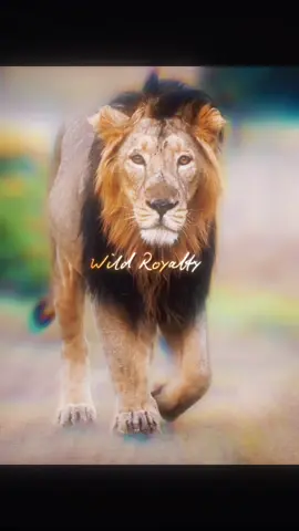 🔥TU CORAJE 🔥 #leones#editsdeleones#africasalvaje#frasesparatiiii#wildroyalty🔥 @Carmen Sarabia Pérez @🦁Different👑 Lorkulup🦁 @El Legado del Rey @☆DerLowen🦁 