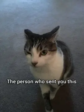 Do they like cats #fyp #georgieebom #meme #cat #funny 