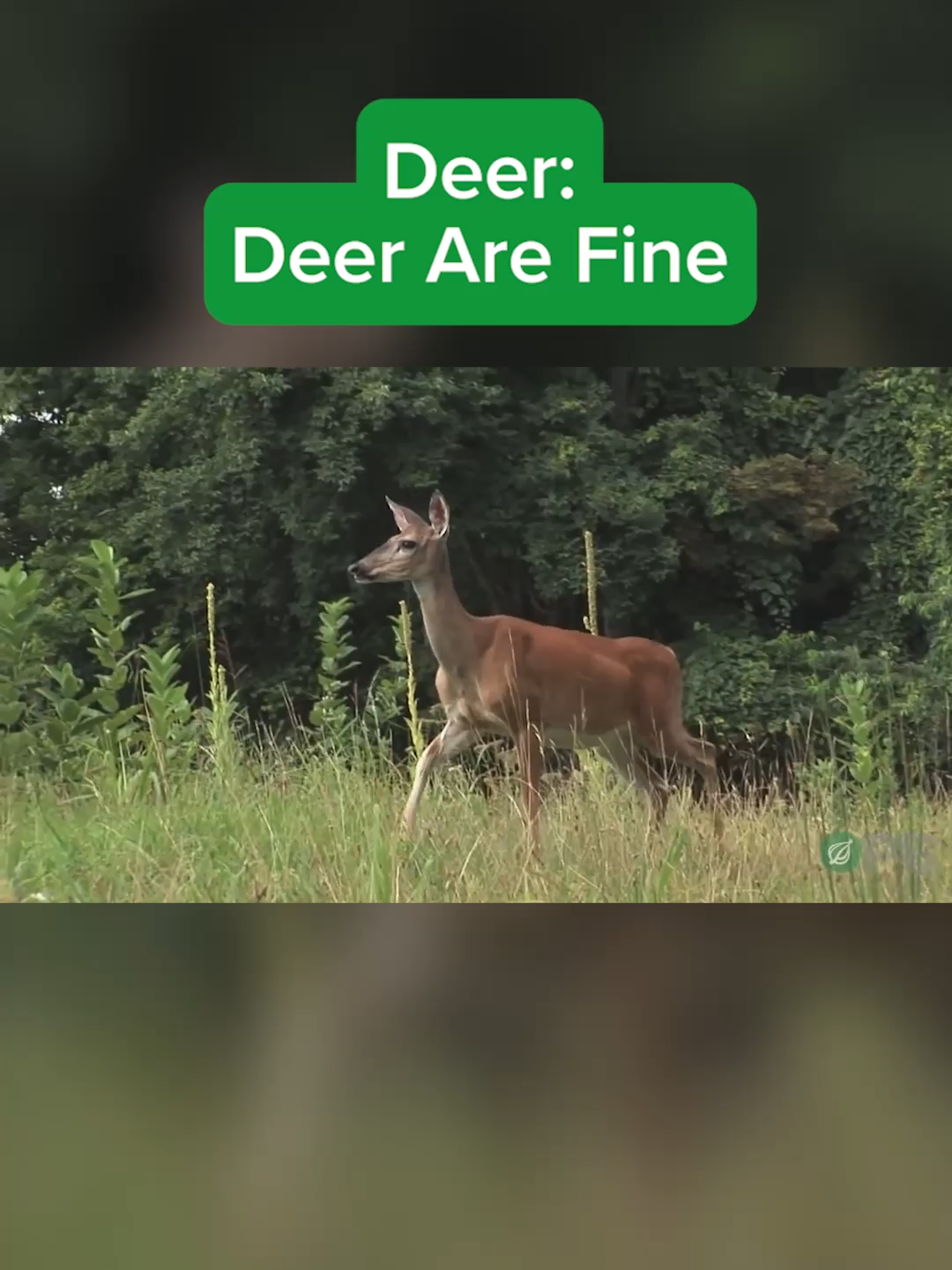 Deer: Deer Are Fine - Horrifying Planet