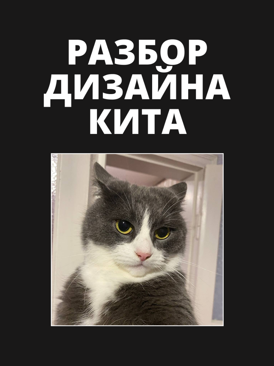 разбор дизайна кита.  имя проекта: Баксик #котикиприколы #вебдизайнер #дизайнер #разбор #котики 