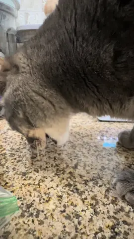 crunchy time #tabbycatsoftiktok #ASMR #crunchyasmr #catsoftiktok #cats 