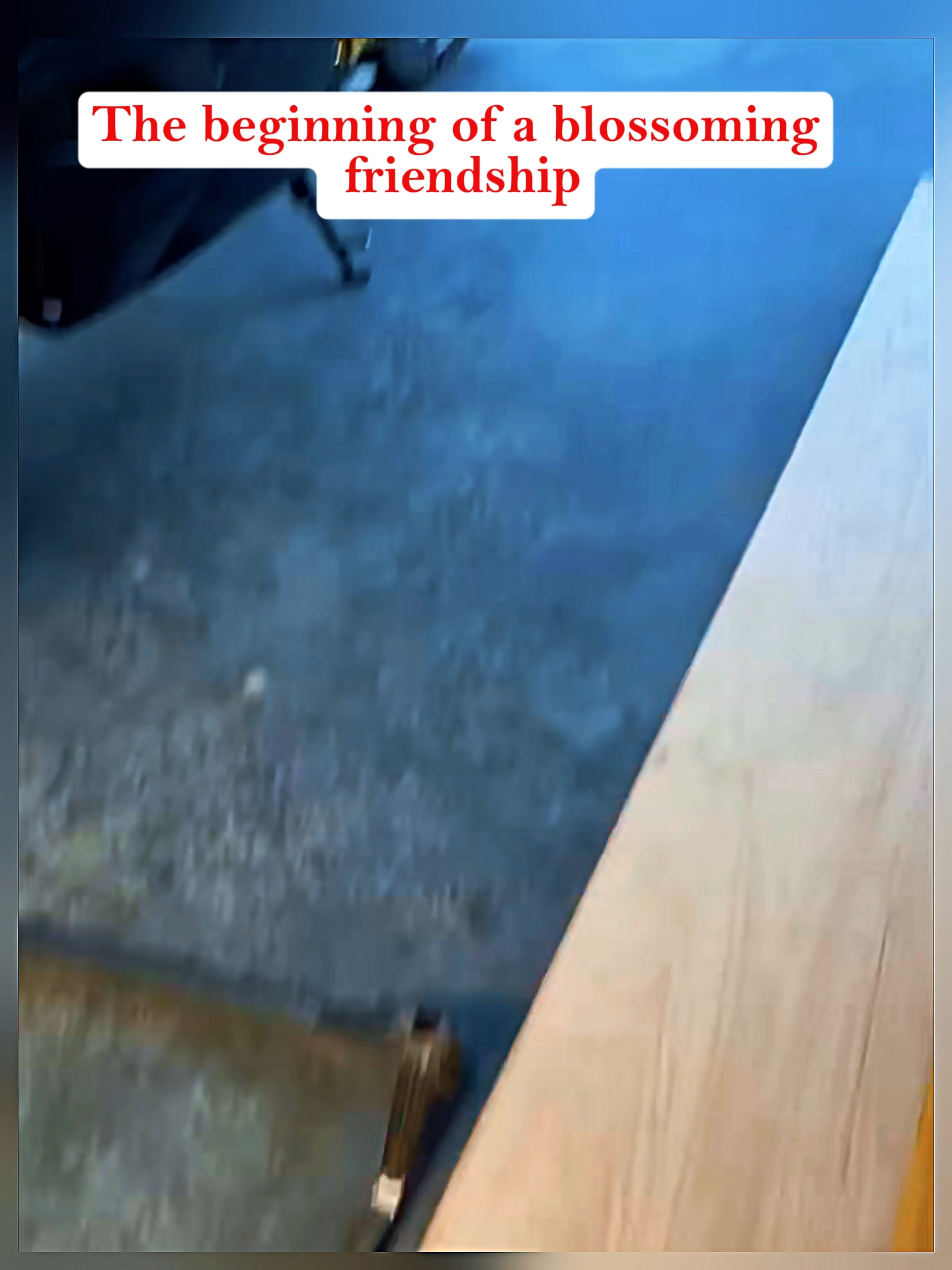 #karen #karens #karensgonewild #uberdriver #ridesharestories