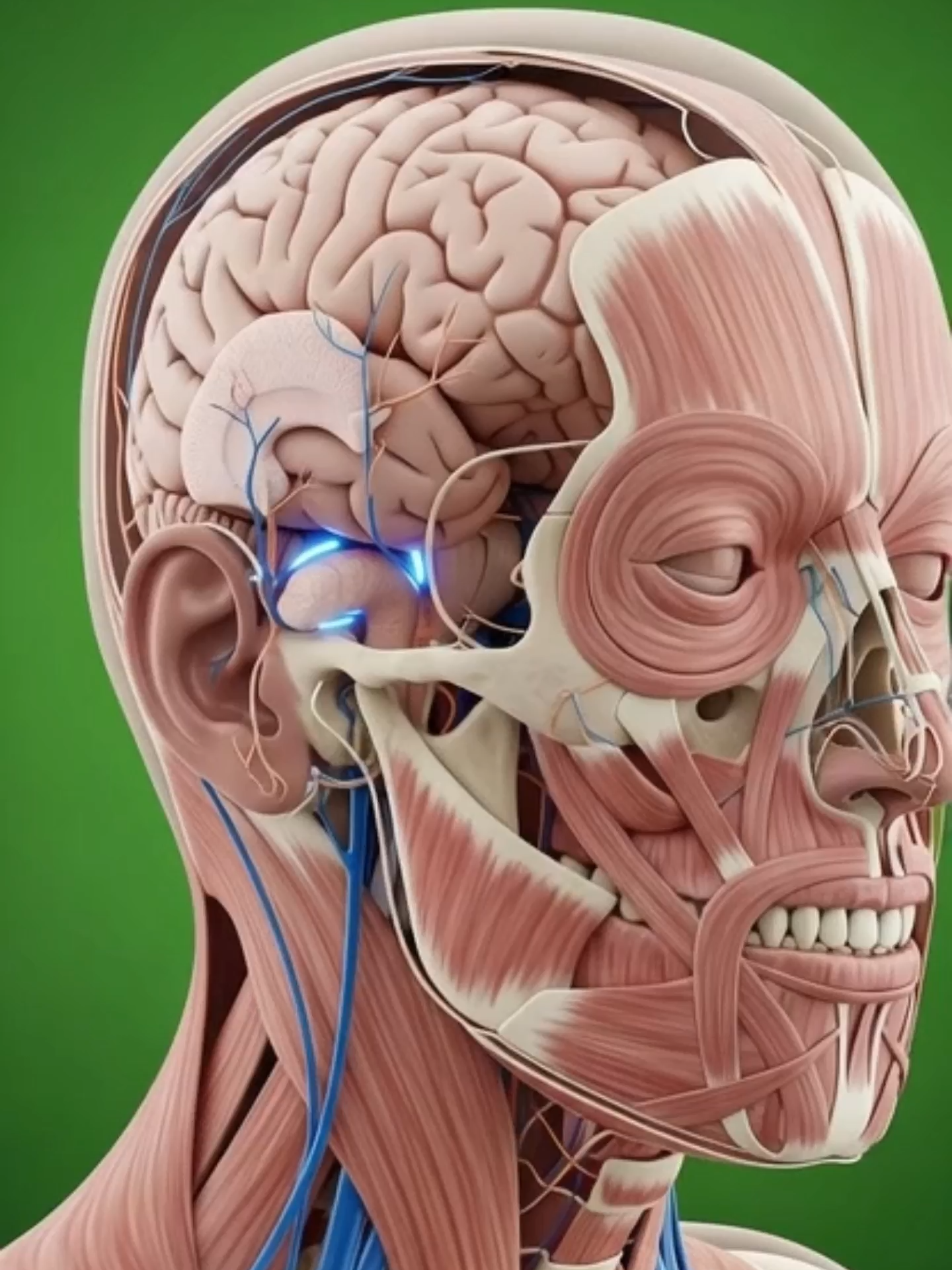 اكتشف السر المذهل وراء قدرتك على الوقوف والمشي والجري دون أن تسقط… كل هذا بفضل جهاز توازن صغير داخل أذنك! 🎧🧠 في هذا الفيديو نشرح كيف تعمل القنوات نصف الدائرية، والسائل الداخلي، والشعيرات الحسية لتنظيم توازنك بدقة مذهلة. فهم هذا النظام يساعدك تعرف لماذا تشعر بالدوار… وكيف تحافظ على توازنك بشكل أفضل. شاهد للنهاية وشارك المعلومة! 🌍✨ #توازن #الصحة #علوم #معلومات_صحية #تعليم #تثقيف #طب #الدماغ #VestibularSystem #ScienceArabic #ألمانيا🇩🇪 #خليج #السعودية #الإمارات #قطر #الكويت #عمان #البحرين #لياقة #صحة_الجسم #الوعي #ترند #اكسبلور