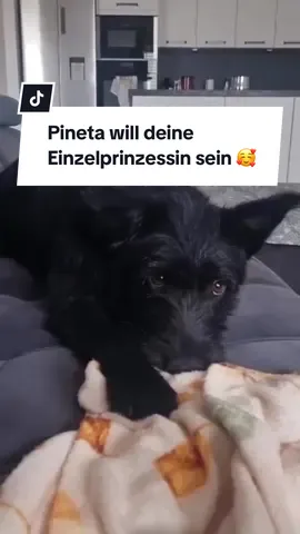 🖤 Pineta sucht ihr Königreich als Einzelprinzessin 👑 Pineta ist eine 1 Jahr alte, sportliche und kluge Hündin, die gerade mitten in der Pubertät steckt. Sie ist total verschmust und menschenbezogen und saugt jede Aufmerksamkeit ihrer Bezugspersonen auf.  Sie ist die perfekte Begleiterin für den Alltag – sogar als Bürohund hat sie sich schon bewährt und begleitet ihre Pflegemama problemlos durch den Arbeitstag! 🐶💻 Pineta wünscht sich ein Zuhause, in dem sie Einzelprinzessin sein darf und ihre Menschen ganz für sich hat. Keine Konkurrenz um die besten Kuschelplätze oder Spielzeuge, bitte! 🙏 Sie hat in ihrer Pflegestelle schon tolle Fortschritte gemacht und sich an Alltagsgeräusche gewöhnt. Der Weg erfordert manchmal Geduld, aber Pineta ist eine Kämpferin!  Mit Menschen, die ihr liebevoll Orientierung geben und ruhig sowie klar Grenzen setzen, wird sie zu einer wunderbaren, treuen und ausgeglichenen Begleiterin. 🐕‍🦺 Könntet ihr als Team gemeinsam perfekt werden? 📍 Pflegestelle 63303 Dreieich  🐾 Besuch nach Absprache 💌 kontakt@einherzfuerstreuner.de oder fülle direkt die Selbstauskunft auf unserer Homepage aus: 👉 einherzfuerstreuner.de #deutschland#hund#familie#tierliebe#tierschutz