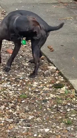 #dog #pet #humor #harrypottertiktok 