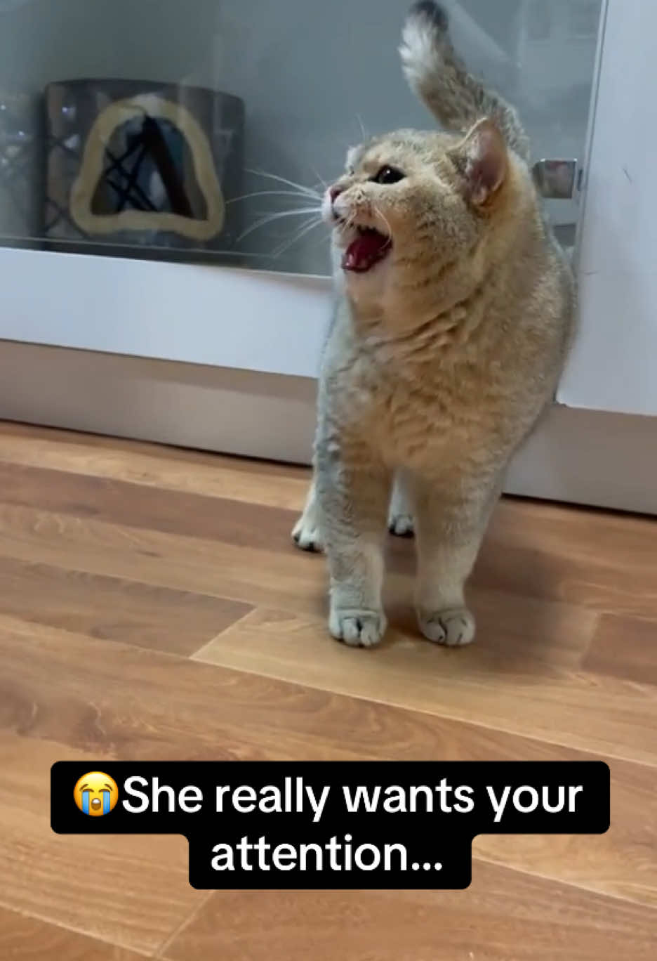 Such a cute cat! Her behaviour is valid, she deserves all the attention. #RoadTo19M #Pubity  (Tatsiana Lipskaya via ViralHog)