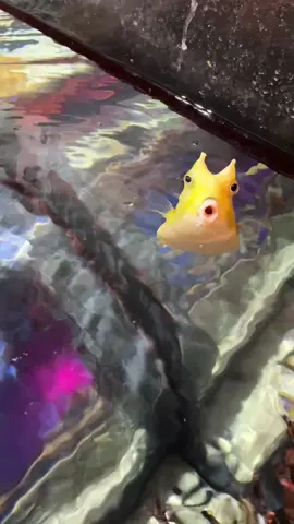 coleslaw be barkin for his favorite food (it’s cucumber btw and yes that is his legal name)  #cowfish #aquarium #fish #longhorncowfish #marinelife 