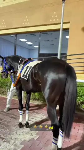 #اكسبلوررر #اكسبلور #xplore #نادي_سباقات_الخيل #fyp 