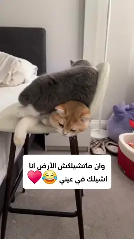 معنى الشيل حرفيا 😂😂😎قمة الرخامة 😏💫😁❤️💫