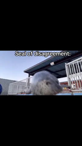 Hiyori the seal Cr: Aguhiyori on X #fyp #xzyabc #seal #sealsoftiktok #tokkaricenter 