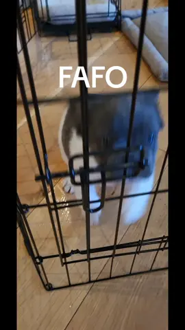 FAFO off the new album, Driftless, by The Weight of Everything.