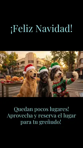 NOS QUEDAN POCOS LUGARES!! APROVECHA Y RESERVA LA ESTANCIA DE TU QUITA-QUINCENAS #perros #perrosfelices #perrourbanosantafe #tiktokviral