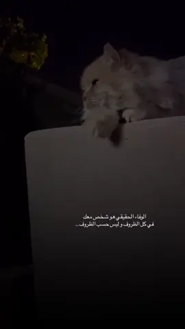 الوفاء الحقيقي هو شخص معك في كل الظروف و ليس حسب الظروف .. #تصويري_احترافي_الاجواء👌🏻🕊😴 #عباراتكم_الفخمه📿📌 #قطط #ابراهيم_تاتلسيس #الانبار_موصل_بغداد_اربيل_كل_المحافظات 