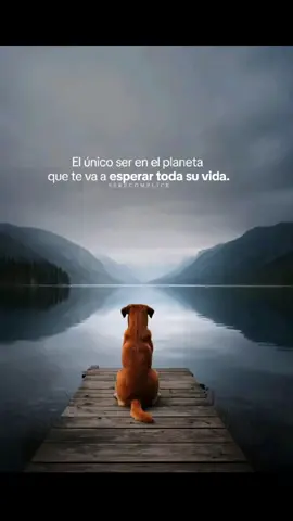 El corazón de un animal es punto aparte, el amor de un animal es real, la fidelidad de un animal es para siempre. la conexión que llegamos a tener en extraordinaria. #perros #adoptanocompres #adoptaungato #faunasilvestre #adoptaunperro 