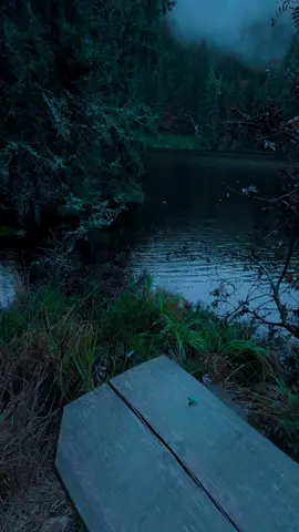 🖤#nature #calm #darkaesthetic #naturephotography #foryоu 