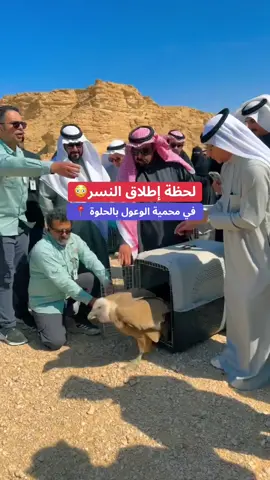 الرياض#حوطة_بني_تميم #اكسبلور_تيك_توك #محمية#الوعول#نسر 