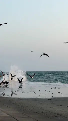 جازان#بحرالمرجان#اكسبلورexplore 