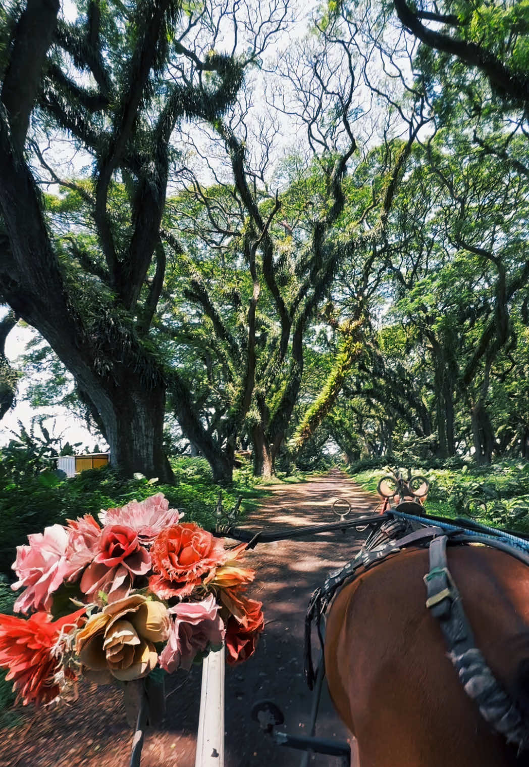 life goes on ✨ #fypシ #banyuwangi #sunriseofjava 