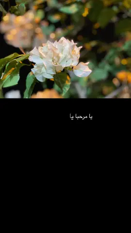 مرحبا يا اعز غالي #اكسبلورexplore #عبارات ترحيب