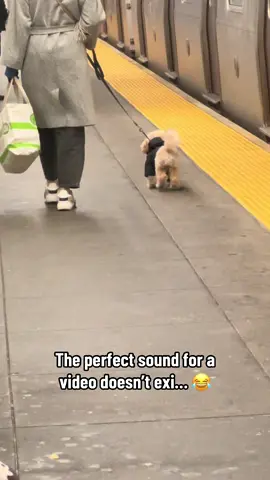 Doggo turned into the manager at Arsenal 😂 #nyc #arsenal 