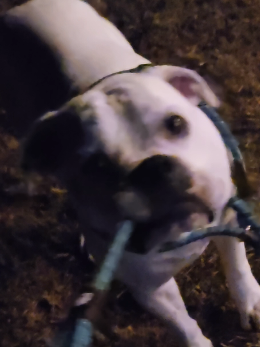 Stoli thinks he's walking me.