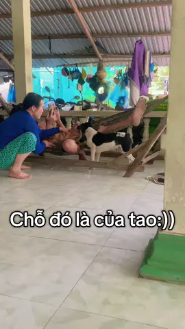 Giận run người mà kh làm gì dc #vuinhon #chó #chó_cưng #meo #mèodễthương 