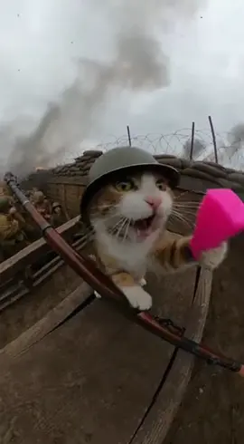 move on😍💥#猫 #kitty #cat #trending #fyp 