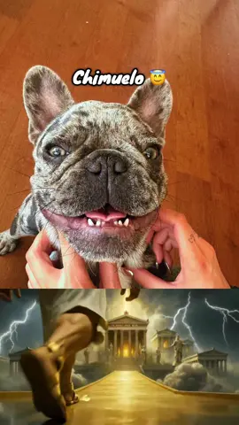 #cristorata7 #locurasdelrata #viral #mascotas #parati 