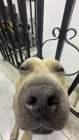 Levántate 🗣️🗣️ #vikingo606 #mascotas #perros #perrosbonitos #americanbully 