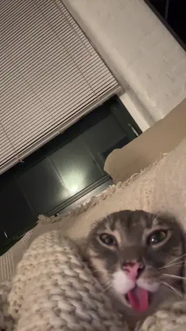 i can’t stop making these #fyp #rigbycat #catsoftiktok #catcontent #blep 