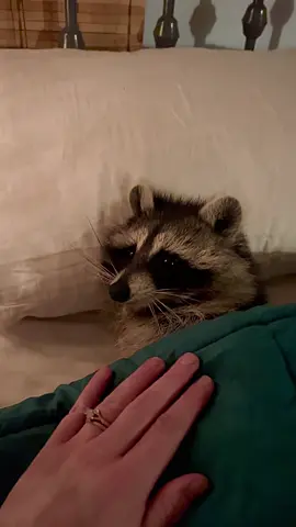 ‘tis the season 🎄🌟 *we are a legally licensed rescue for raccoons with disabilities 