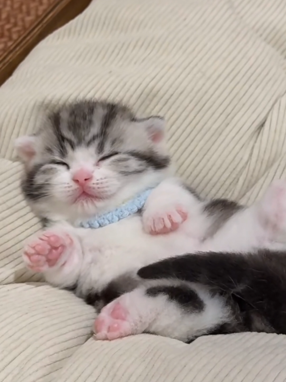 My sweet baby 🥹🩷💕 #kittens #cattok #cutecat #foryoupage❤️❤️ 