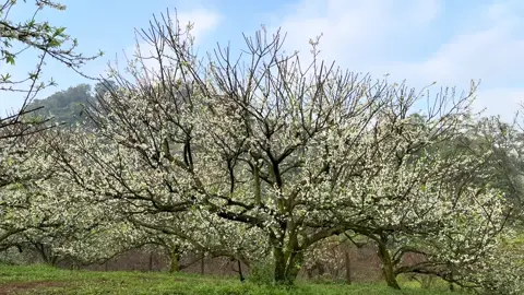 Cứ ngỡ mùa Xuân về .                         💮Vườn hoa mận Ánh Tuyết Mộc Châu Thực Tế Ngày 9-12-2025 Xin chào đón quý du khách! #Hoaman #Hoamanmocchau #Dulichmocchau #xuhuongtiktok2023 