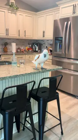 Meet Loki ! Casper buddy he’s a bit crazy and wanted to eat mom #moluccancockatoo #moluccan #racecarsound #crazycockatoo #cockatoolife 