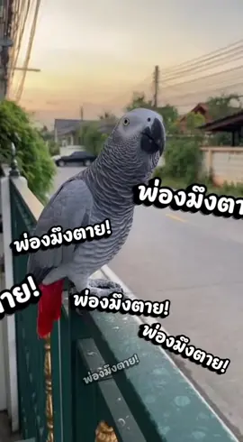 เช้ามาเกาะรั้วรอด่าคน #นกแก้วเกรย์ #แอฟริกันเกรย์ 