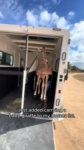 Giraffe Cuteness Alert!🦒#giraffe #giraffes #funny #animals #fyp 