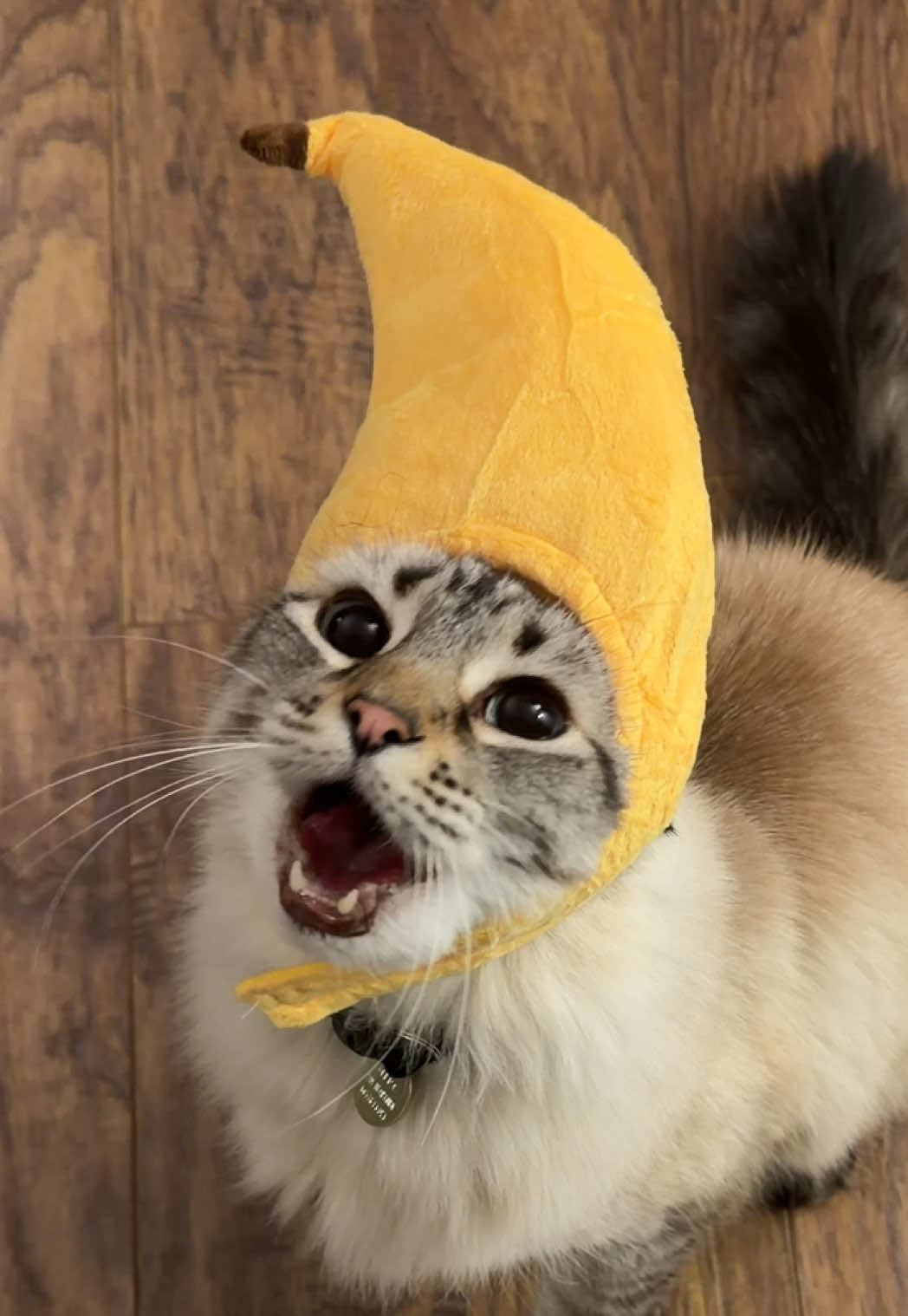 Day78 feeding my cat churus everyday until he becomes the center of the universe. Advent churu edition 8. #fyp #catsoftiktok #churu #asmr #trending 