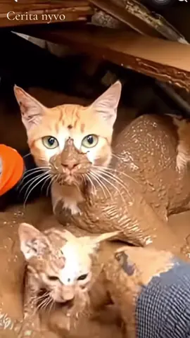 IBU KUCING DI SAAT BANJIR #kucing #banjirbandang #sibolga #aceh #padang 