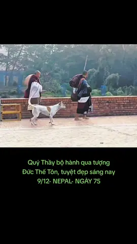 Thầy cùng 3 vị sư phụ đi khất thực sáng hôm nay #xuhuong #thichminhtue #gaimienque ☘️🌸