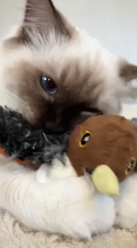 My cat love his new gift #christmas #flappybird #tiktokmademebuyit #catsoftiktok #giftidea 