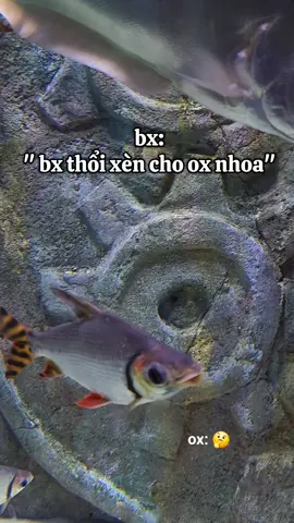 bx thổi xèn ox thích k dạ! #VinWonders #GreenCreator #dulich #thuycungphuquoc #xuhuongtiktokk 