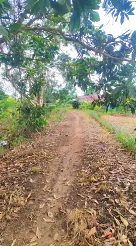 kada kataguran #fyppppppppppppppppppppppp  #viraltiktok 