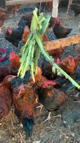 Kukhura lage paxi paisa ta dinu paryo ni ki kaso..?🤣#lot4 #ktmmuser #poudelpoultryfarm #keepsupporting🙏 #localkukhura 