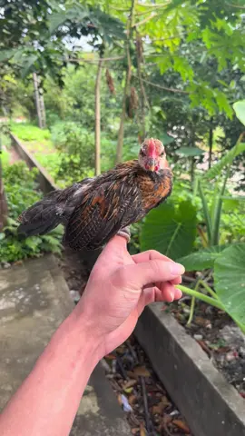 bé bé là sung ghê ha , lớn lên kb có làm lên thành tích gì không #garungmamai #xu #garung #ga #garungmienbac 