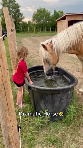 Horses can win Oscars🏆🐴#horse#funnyanimals#fyp#foryou#farm 