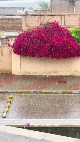 محتاجك الدنيا بردت.. #مالي_خلق_احط_هاشتاقات #الشعب_الصيني_ماله_حل😂😂 #تصميم_فيديوهات🎶🎤🎬 #العراق #مطر 